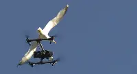 a seagulls attacks a drone