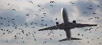 "Bird strike" - uccelli vicino ad un aereo