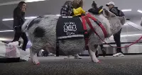"LiLou", a pig used for airport therapy at San Francisco