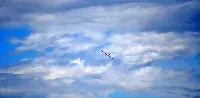 Glider in flight