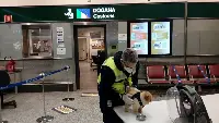 Customs and Monopolies Agency. Malpensa Airport: pet checks accompanying passengers